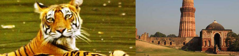 Golden Triangle with Ranthambore Tour